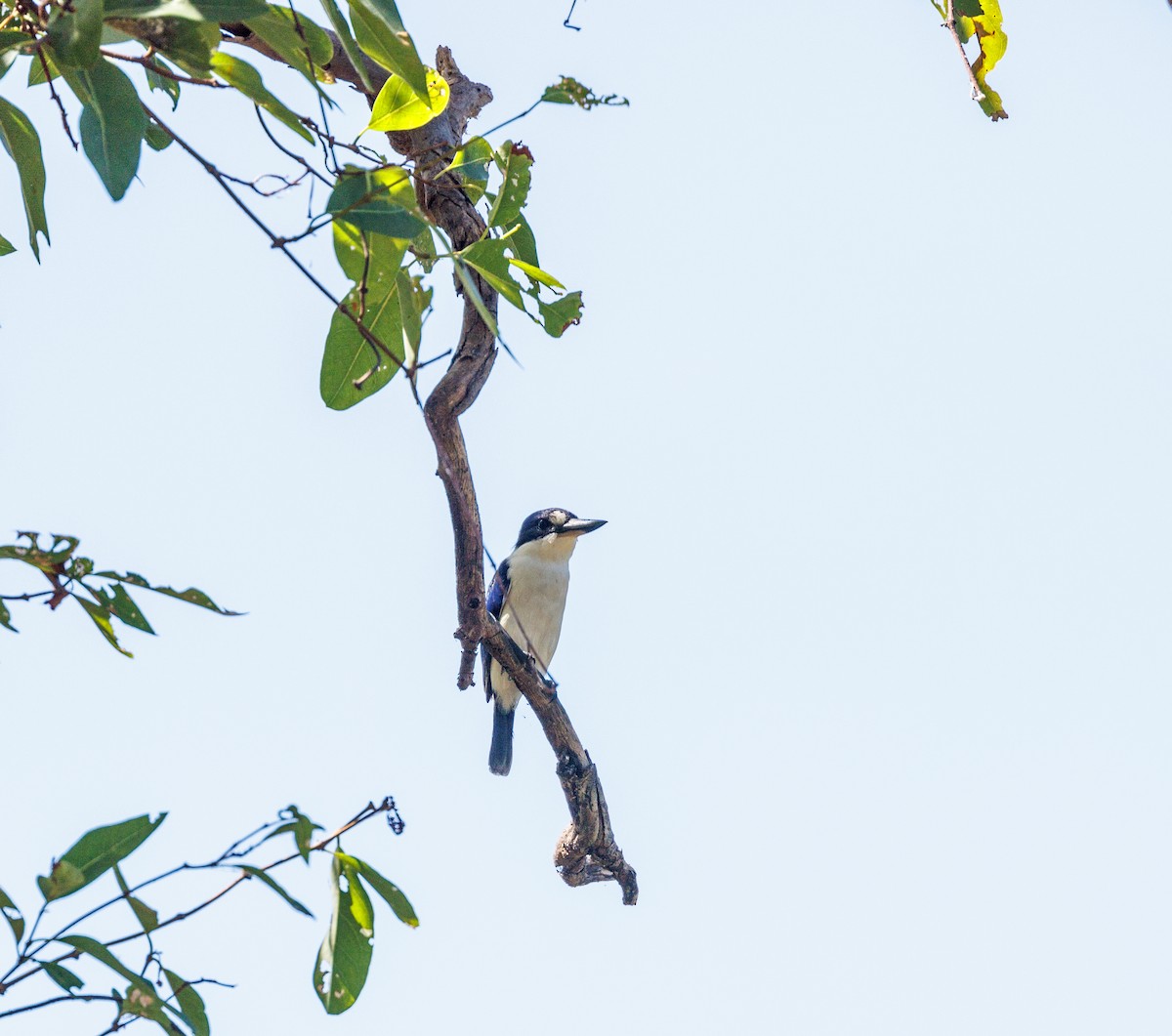 Forest Kingfisher - ML619921423