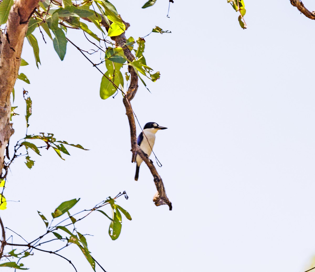 Forest Kingfisher - ML619921424