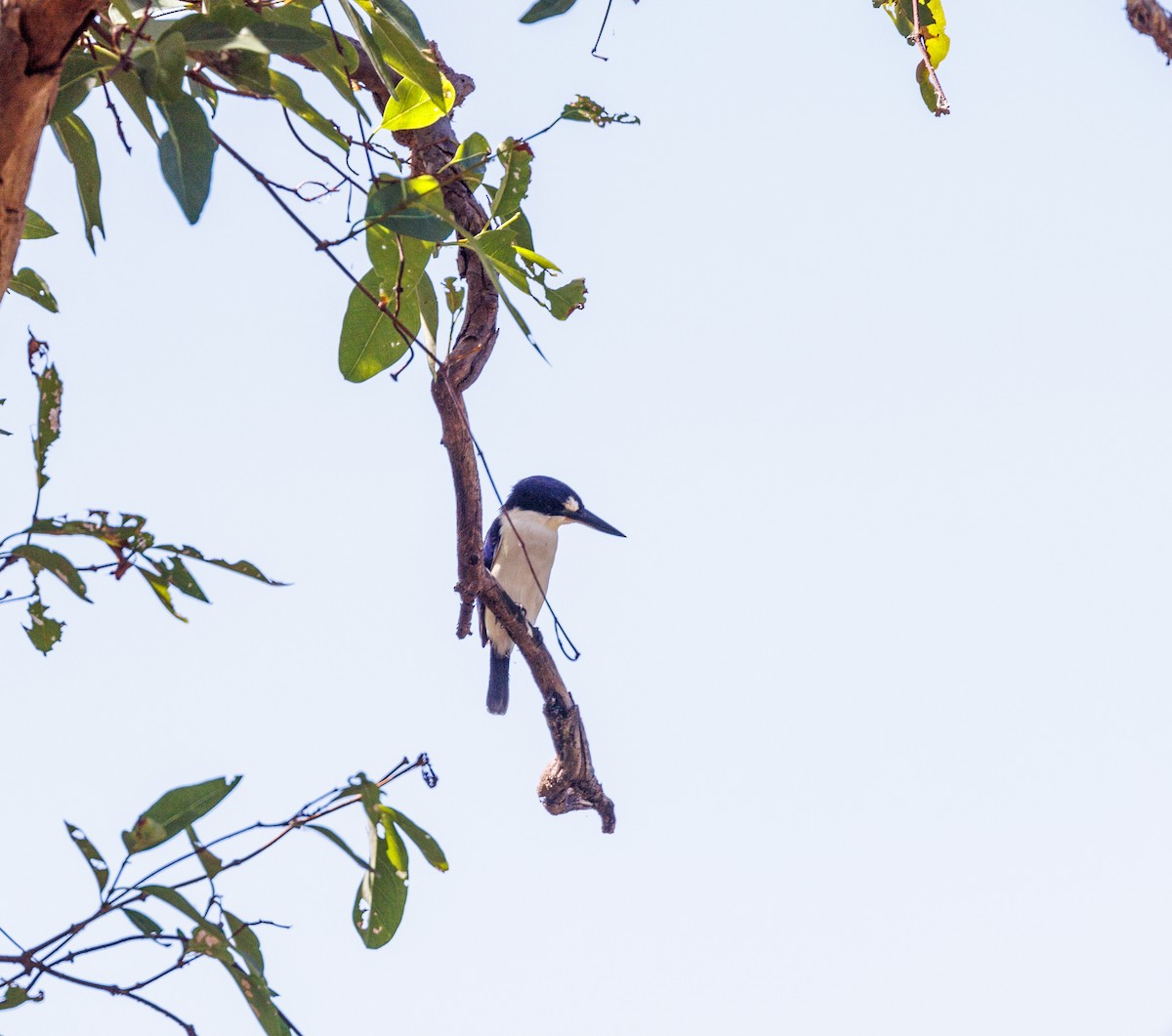 Forest Kingfisher - ML619921425