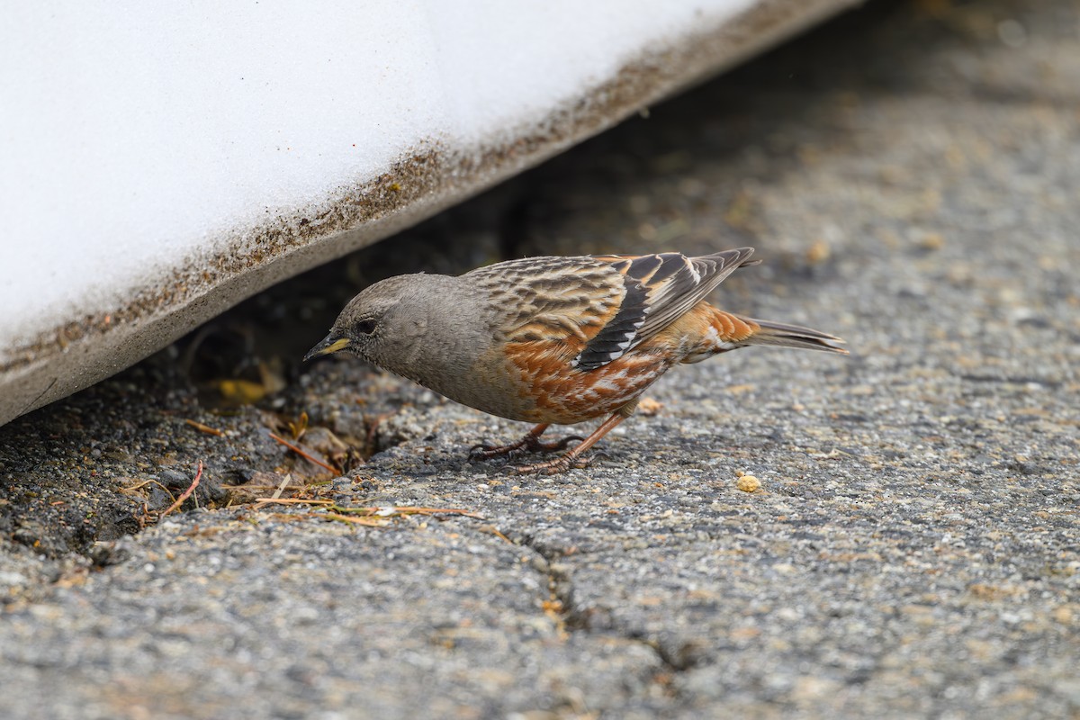 Alpine Accentor - ML619921428