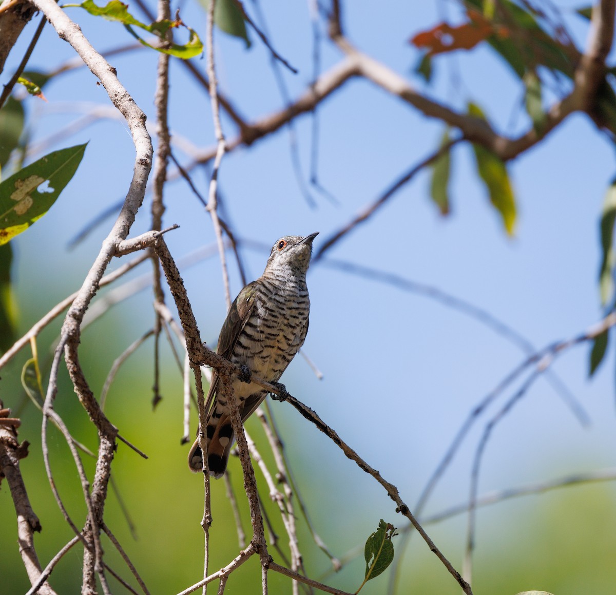 Little Bronze-Cuckoo - ML619921453