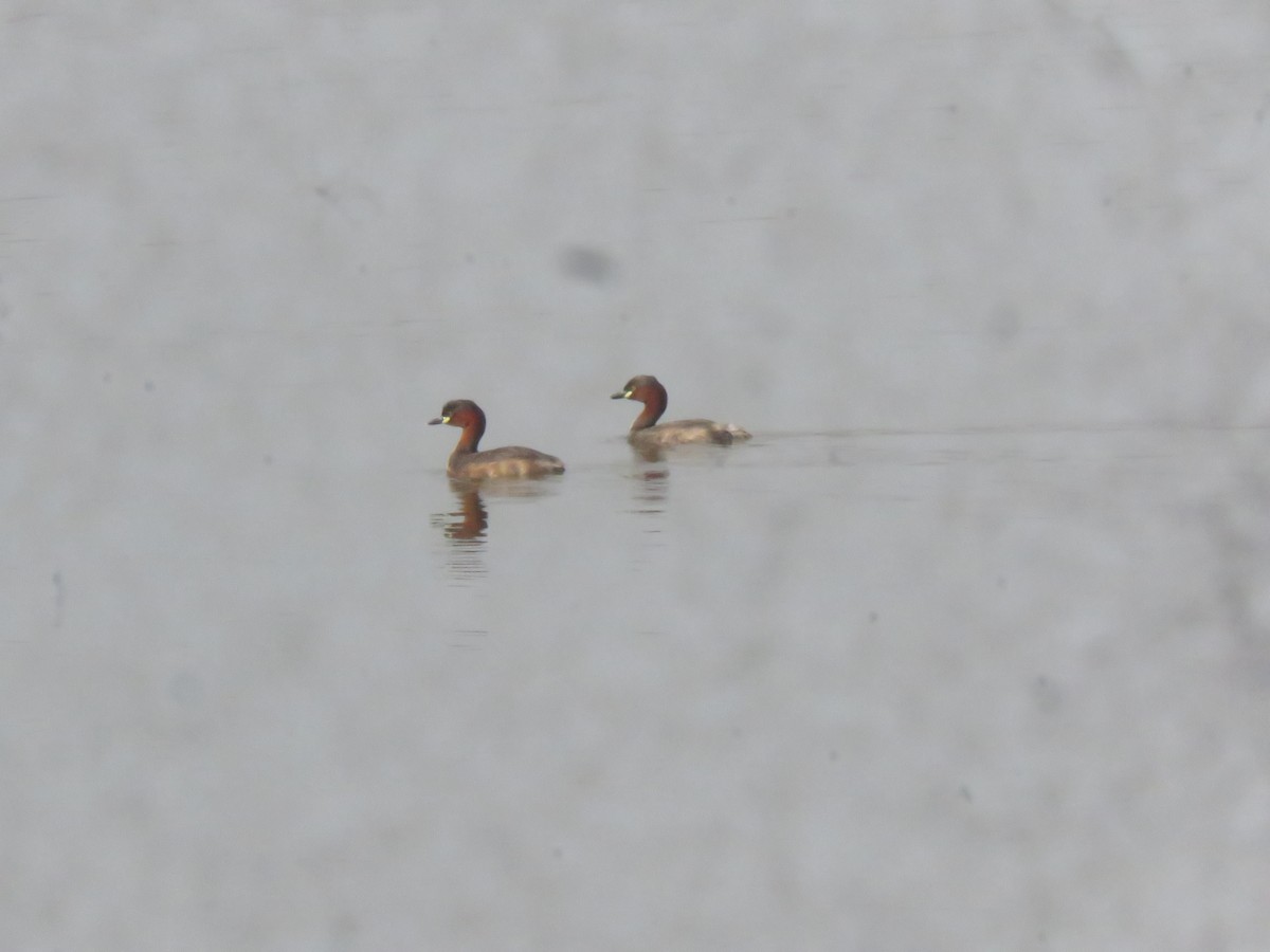 Little Grebe - ML619921468