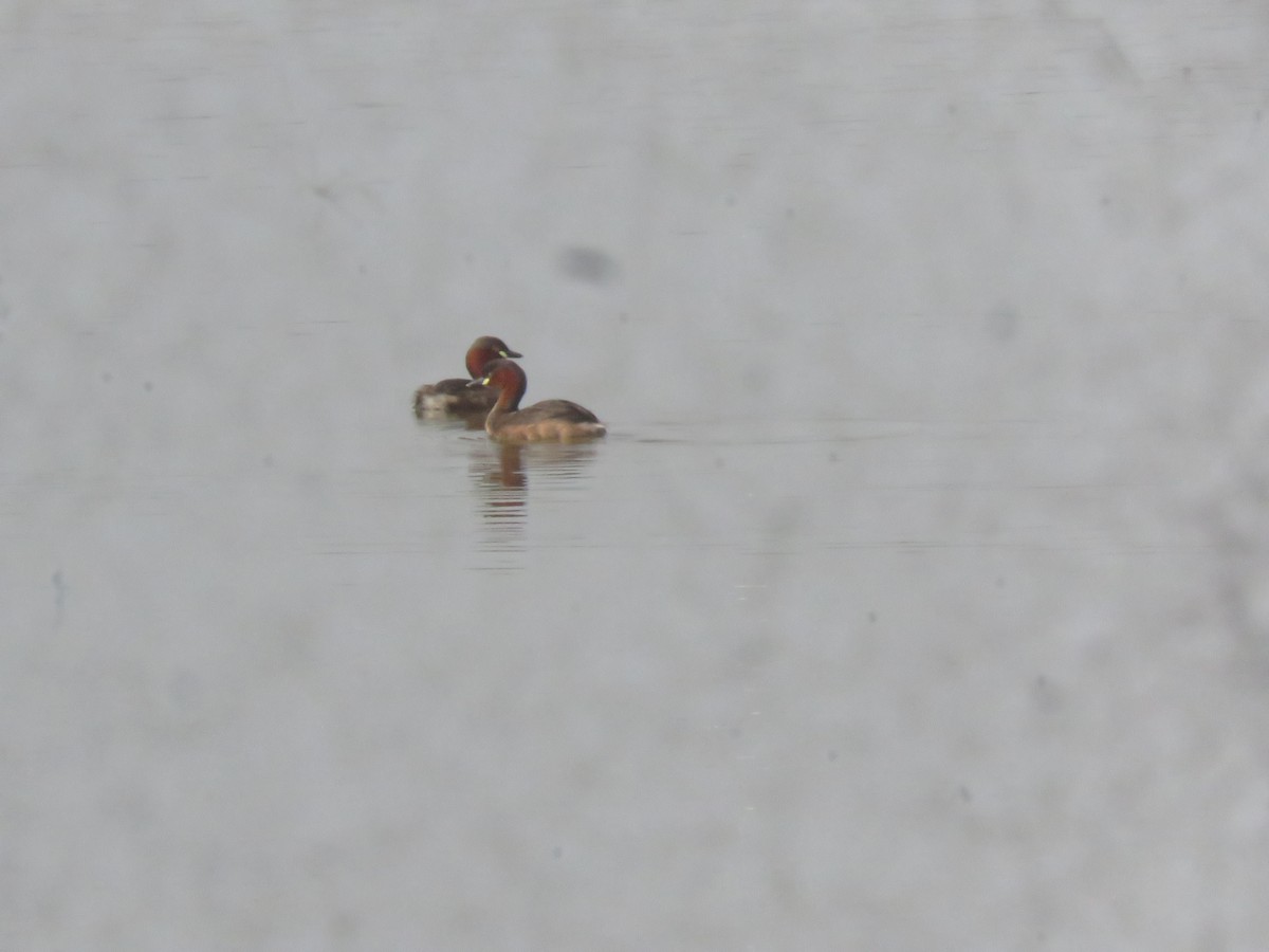 Little Grebe - ML619921469