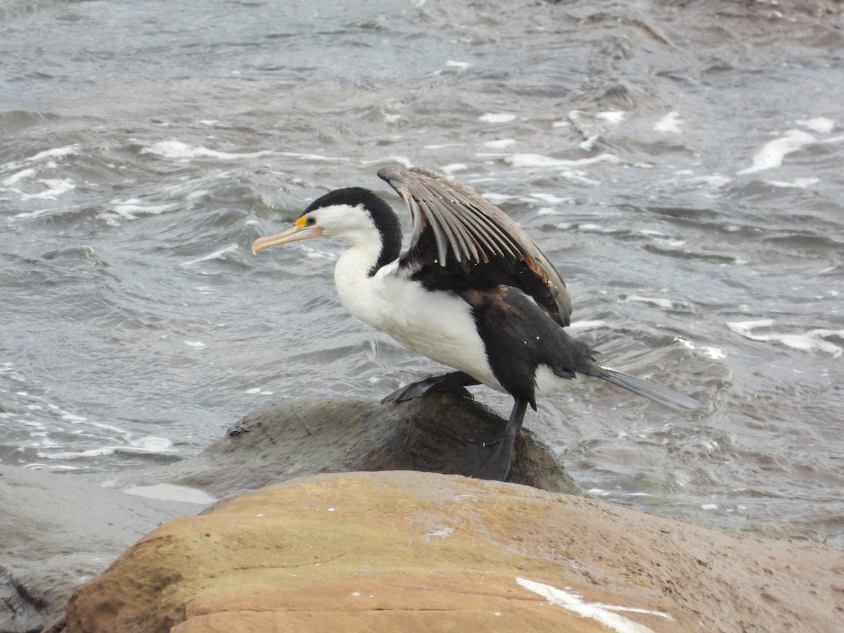 Pied Cormorant - ML619921473