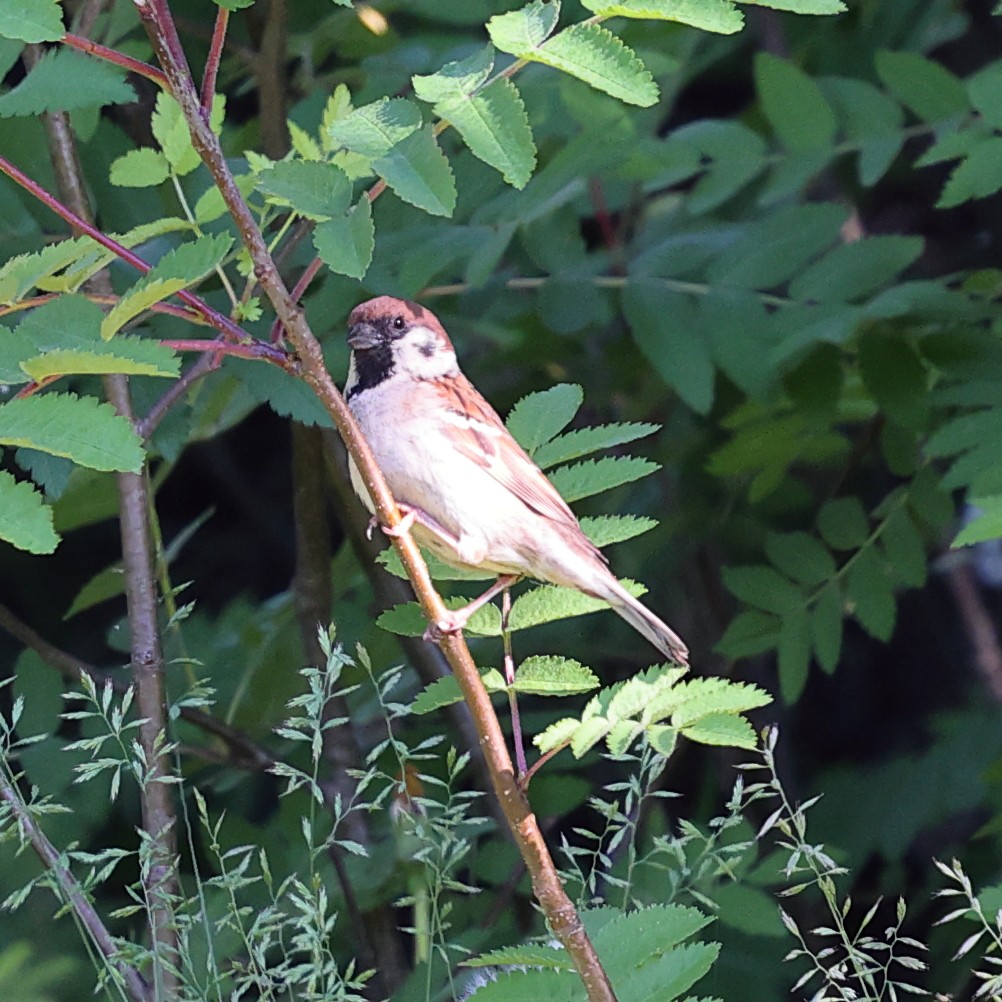 Moineau friquet - ML619921501