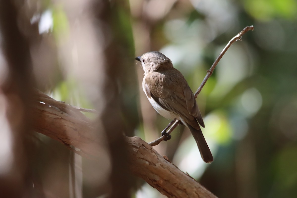 Gray Whistler (Brown) - ML619921504