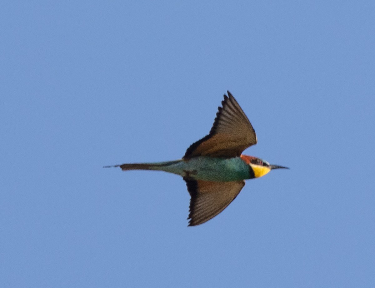 European Bee-eater - Bartłomiej Stankiewicz