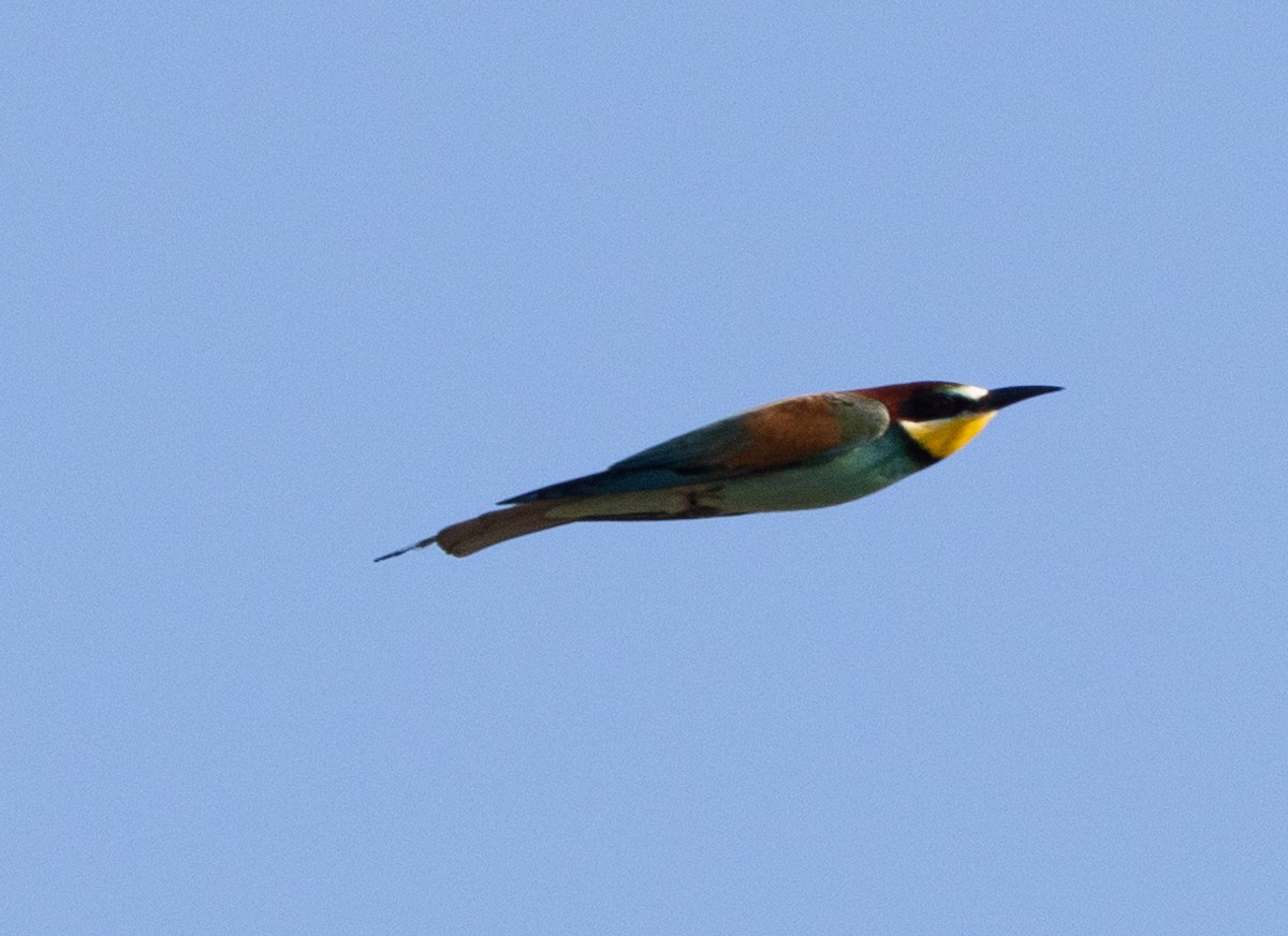 European Bee-eater - ML619921506