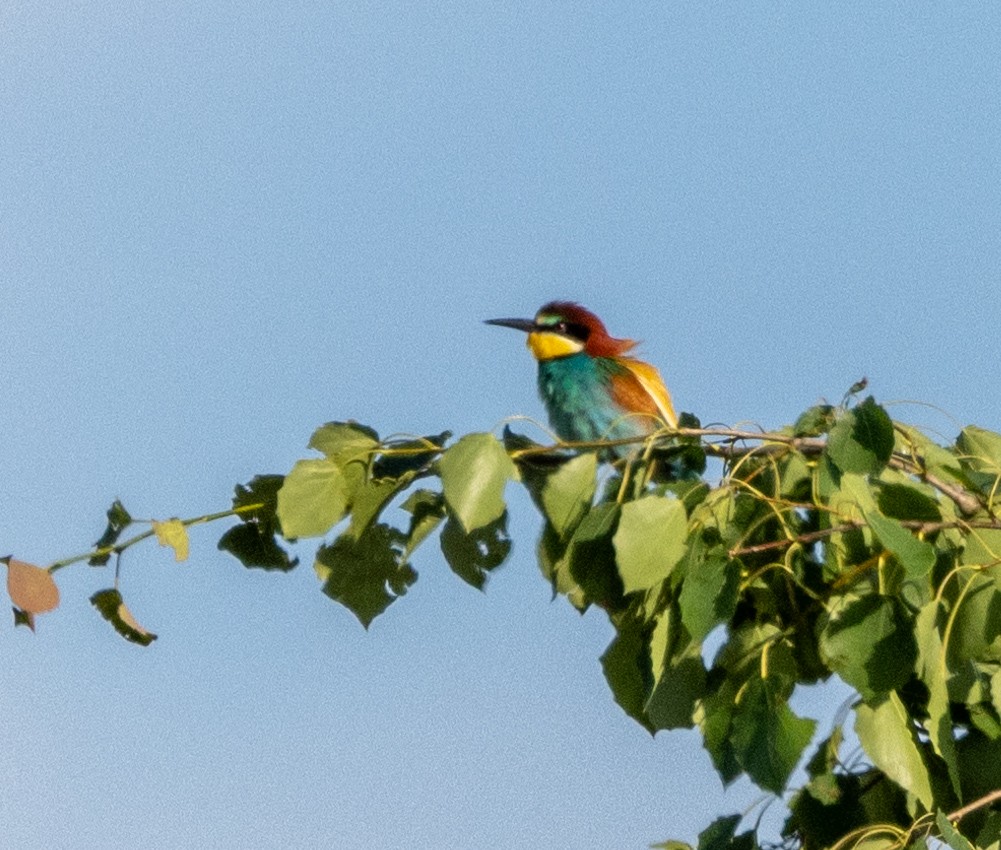 European Bee-eater - ML619921507