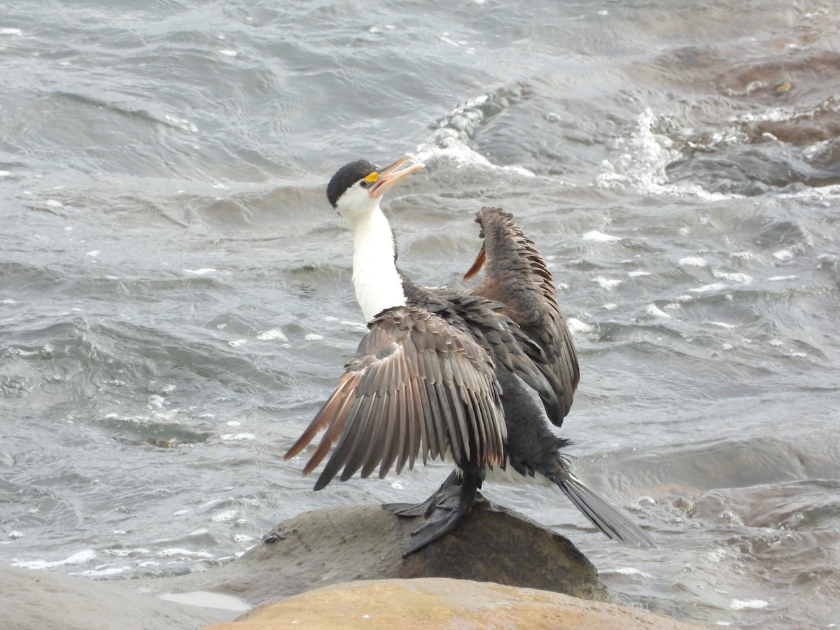 Pied Cormorant - ML619921522