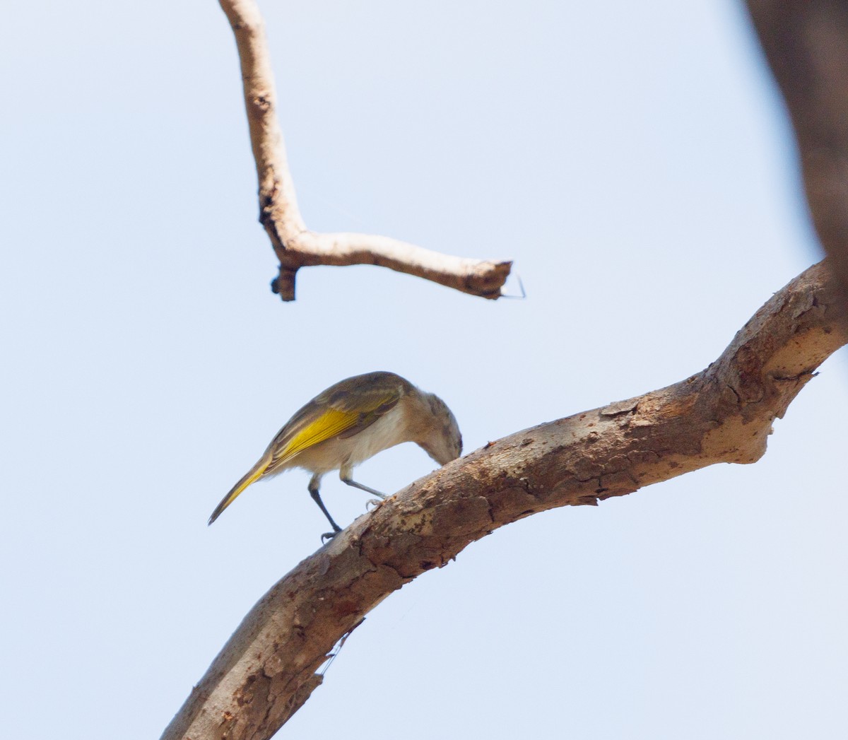 Rufous-banded Honeyeater - ML619921529