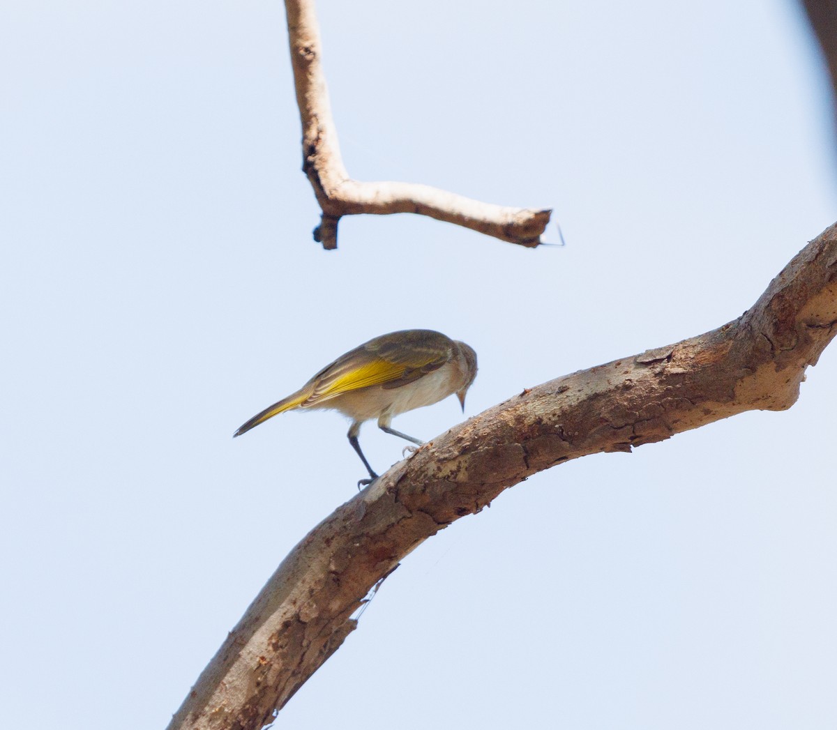 Rufous-banded Honeyeater - ML619921530