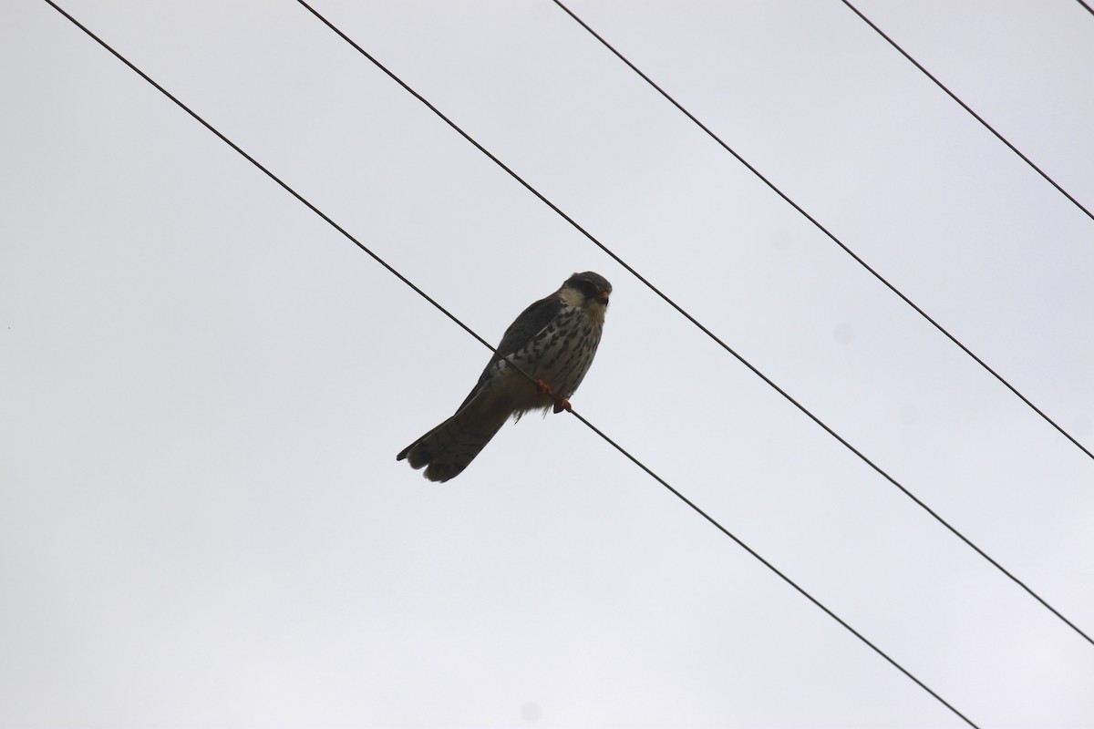 Amur Falcon - ML619921580