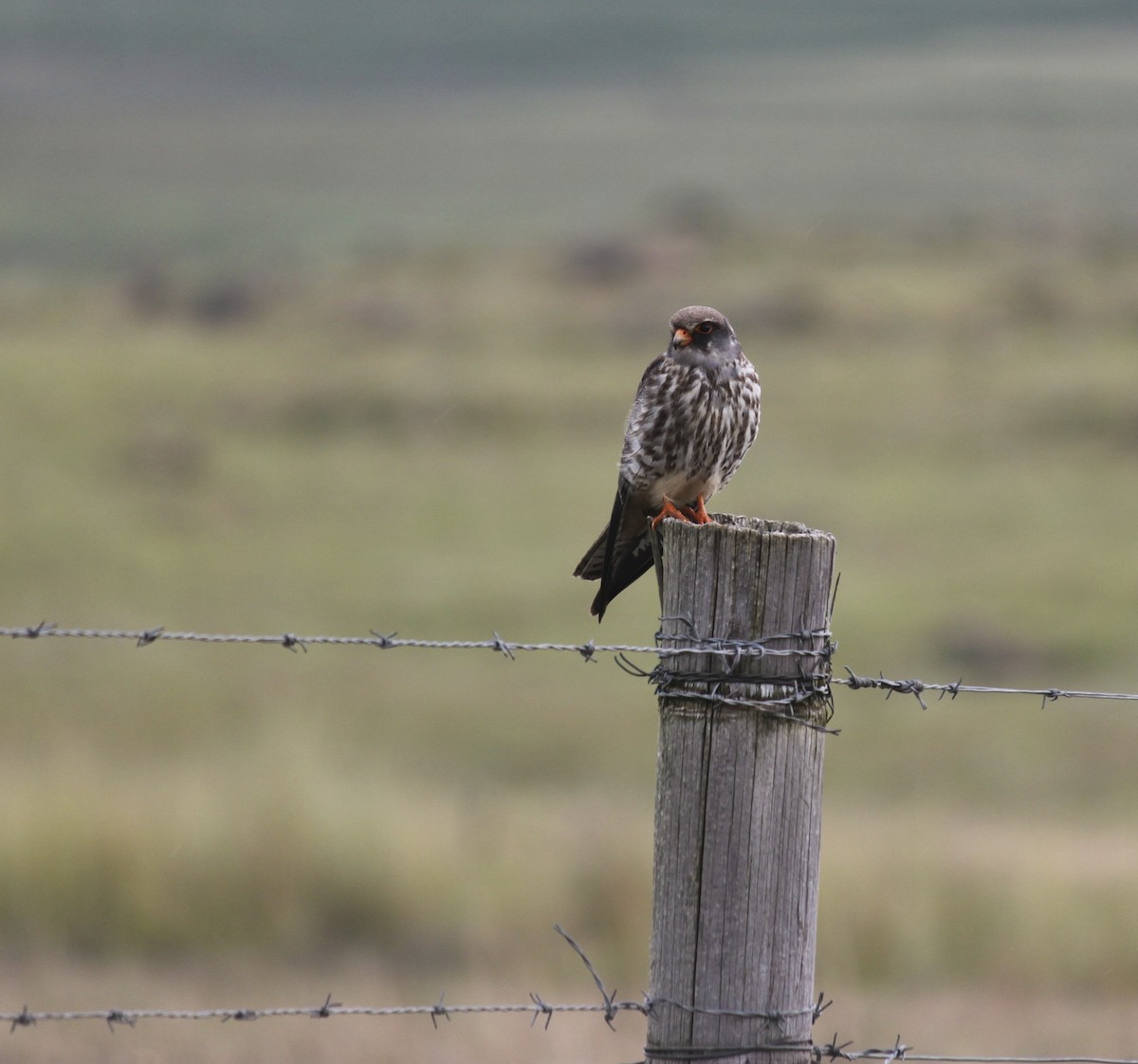 Amur Falcon - ML619921581