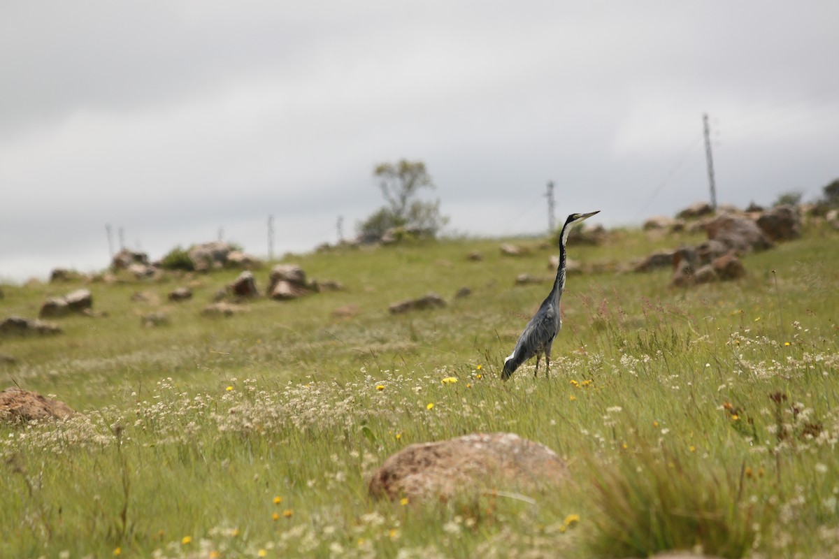 Black-headed Heron - ML619921584