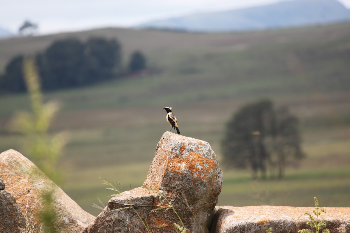 Buff-streaked Chat - ML619921591