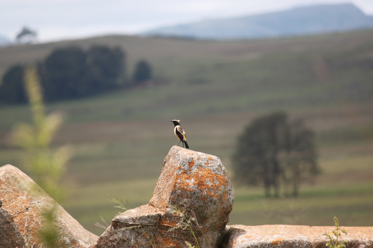 Buff-streaked Chat - ML619921594