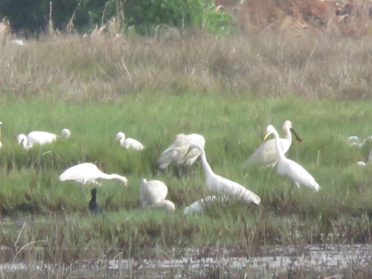 Eurasian Spoonbill - ML619921605