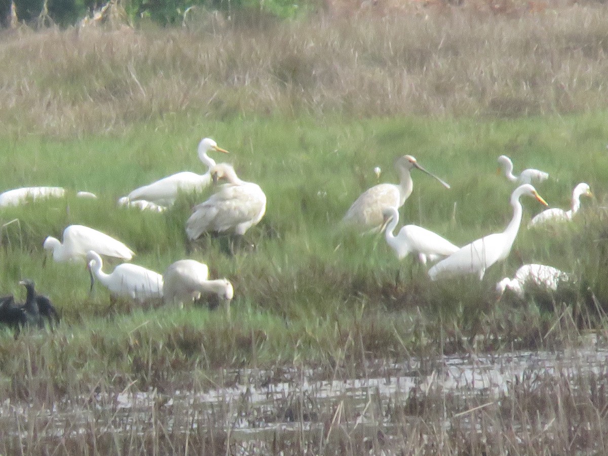 Eurasian Spoonbill - ML619921607