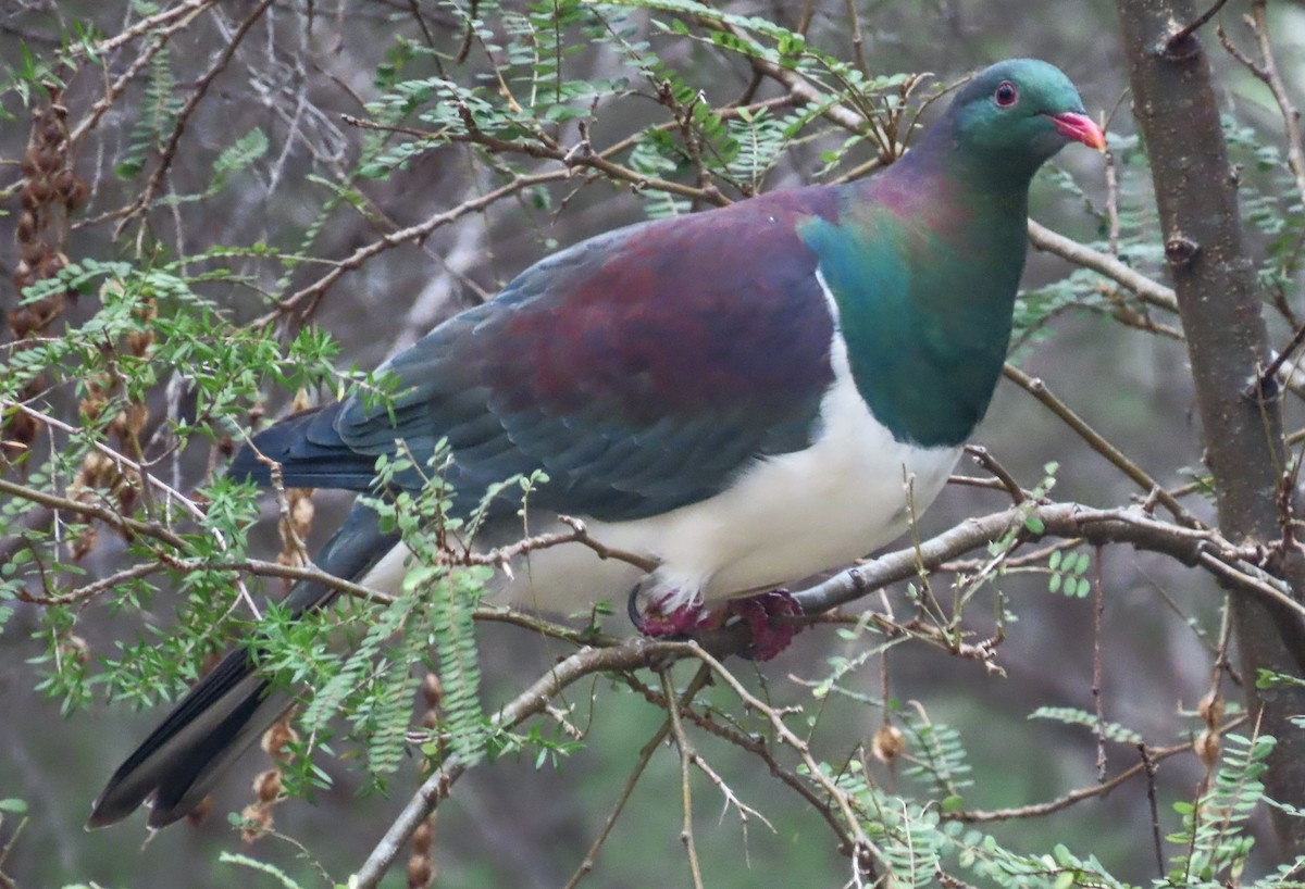 New Zealand Pigeon - ML619921610