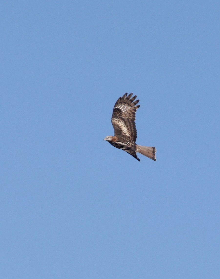Square-tailed Kite - ML619921616