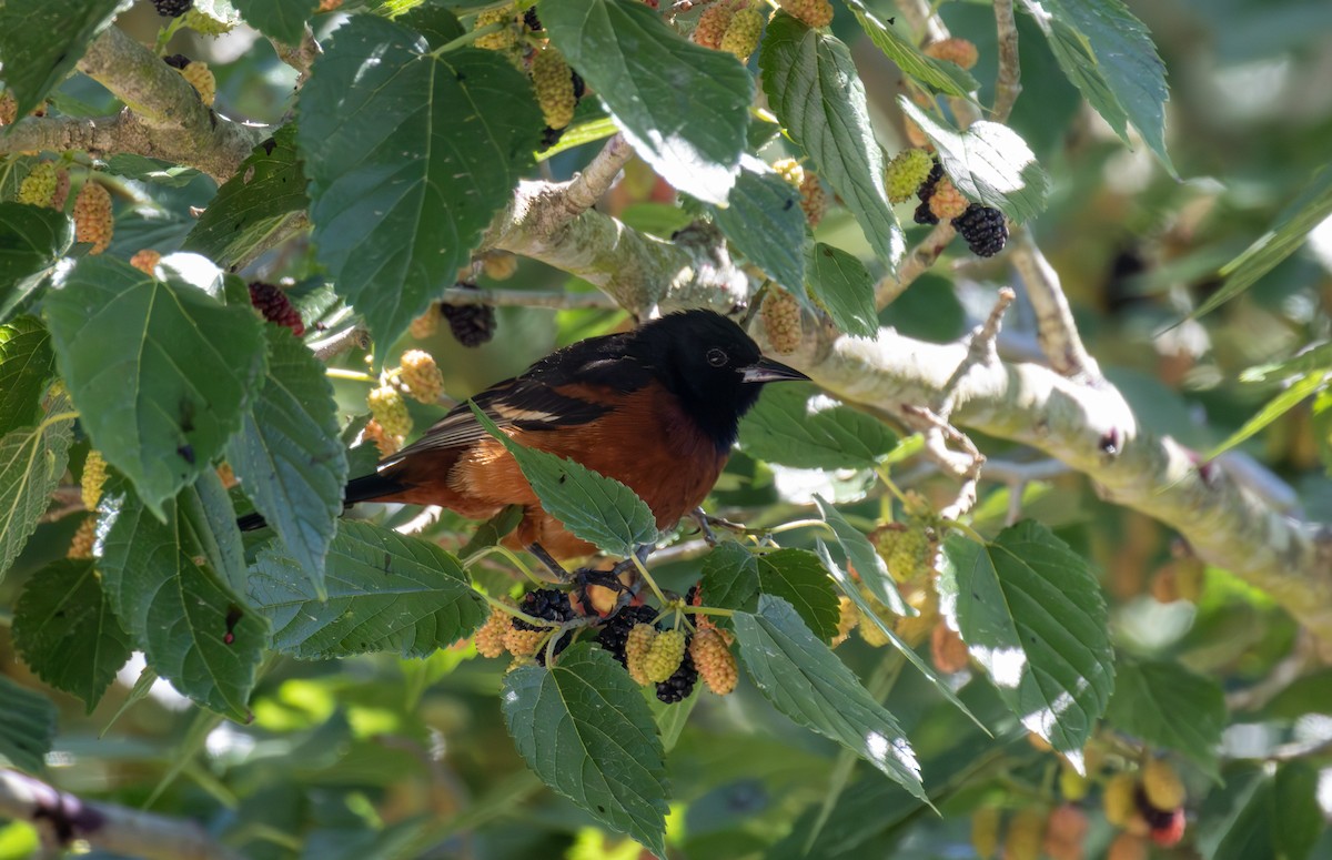 Orchard Oriole - ML619921619