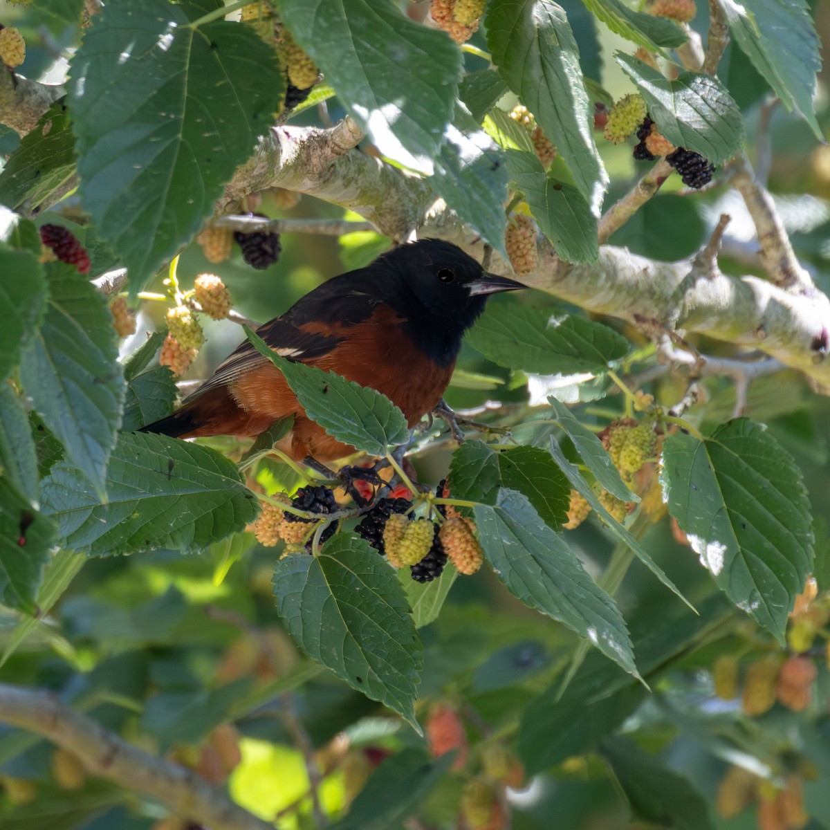 Orchard Oriole - ML619921620