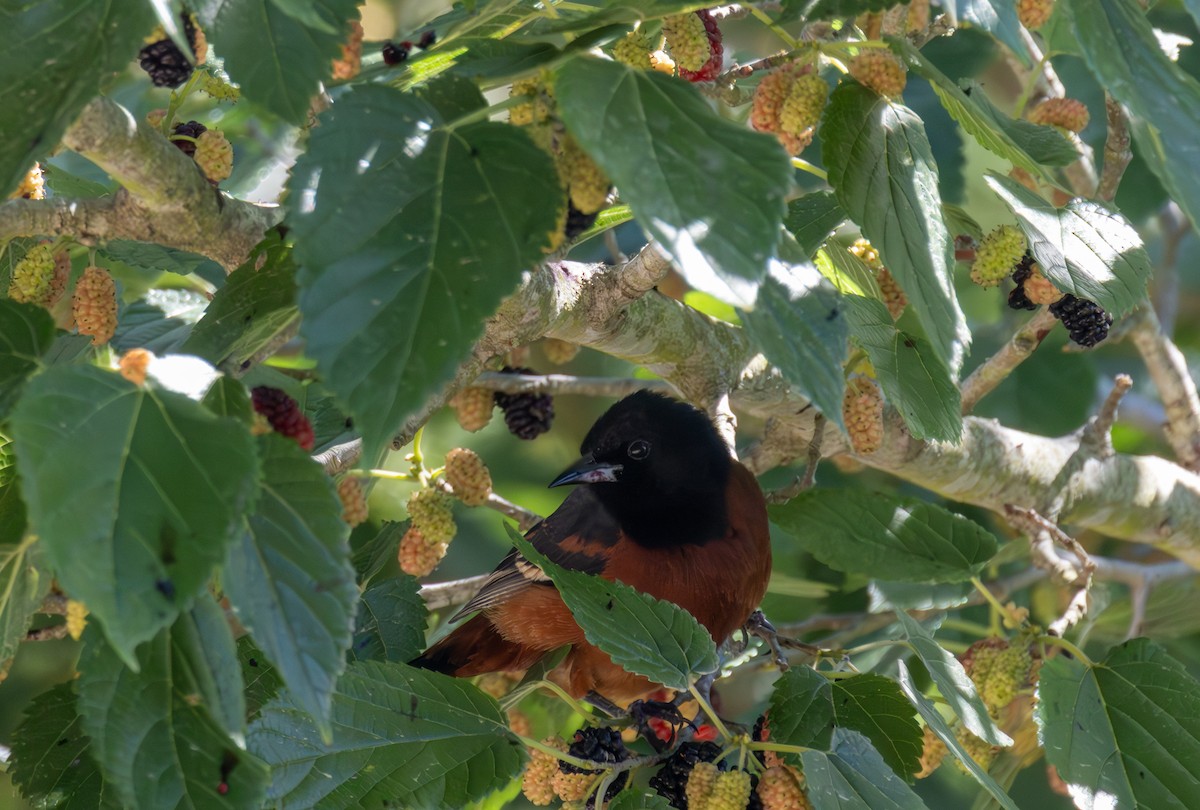 Orchard Oriole - ML619921622