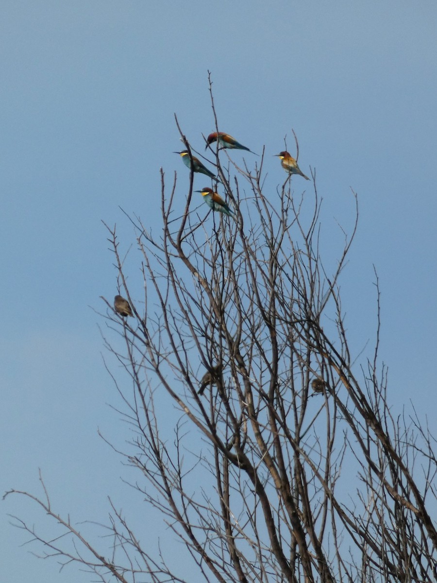 European Bee-eater - ML619921637