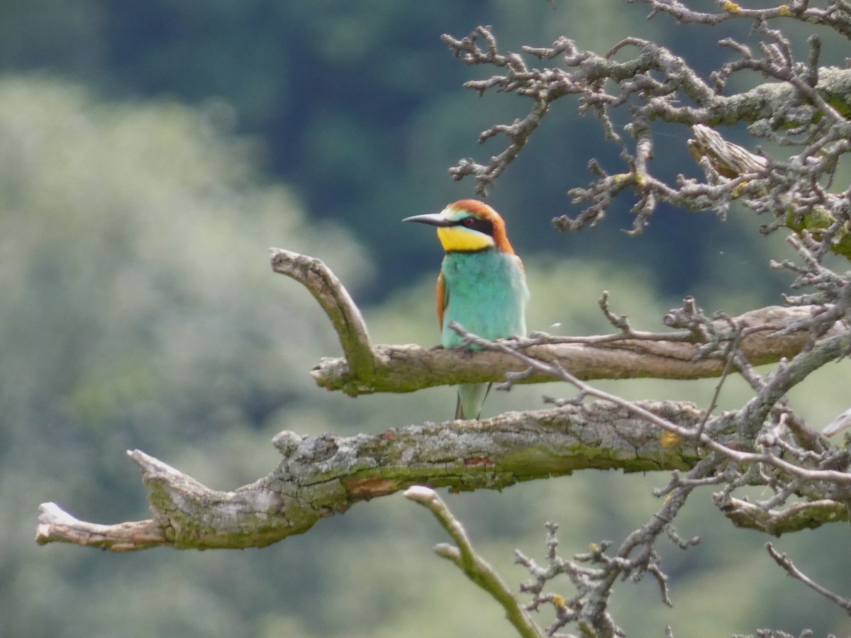 European Bee-eater - ML619921639