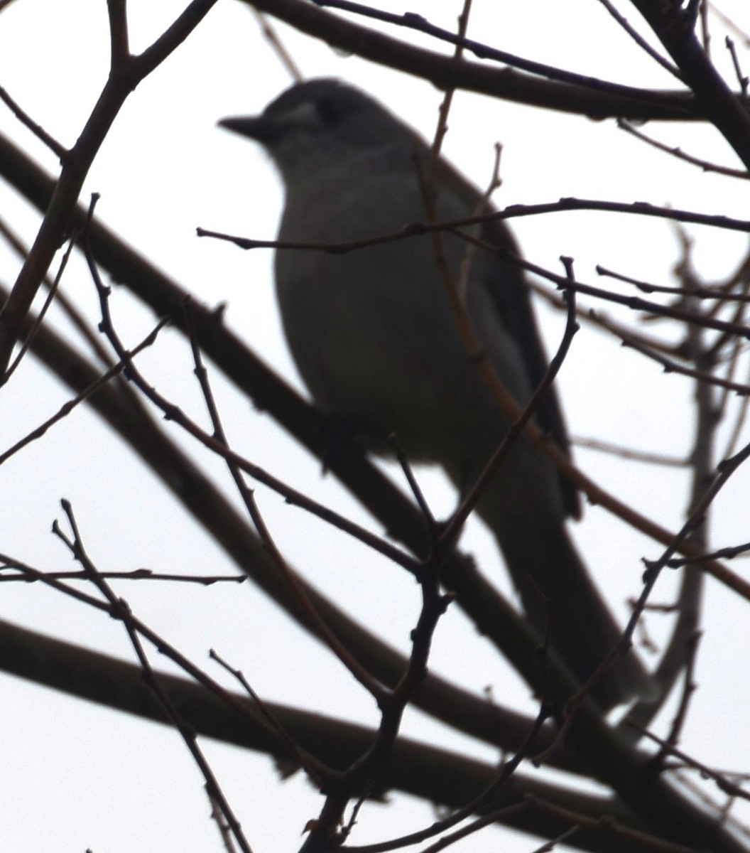 Gray Shrikethrush - ML619921650