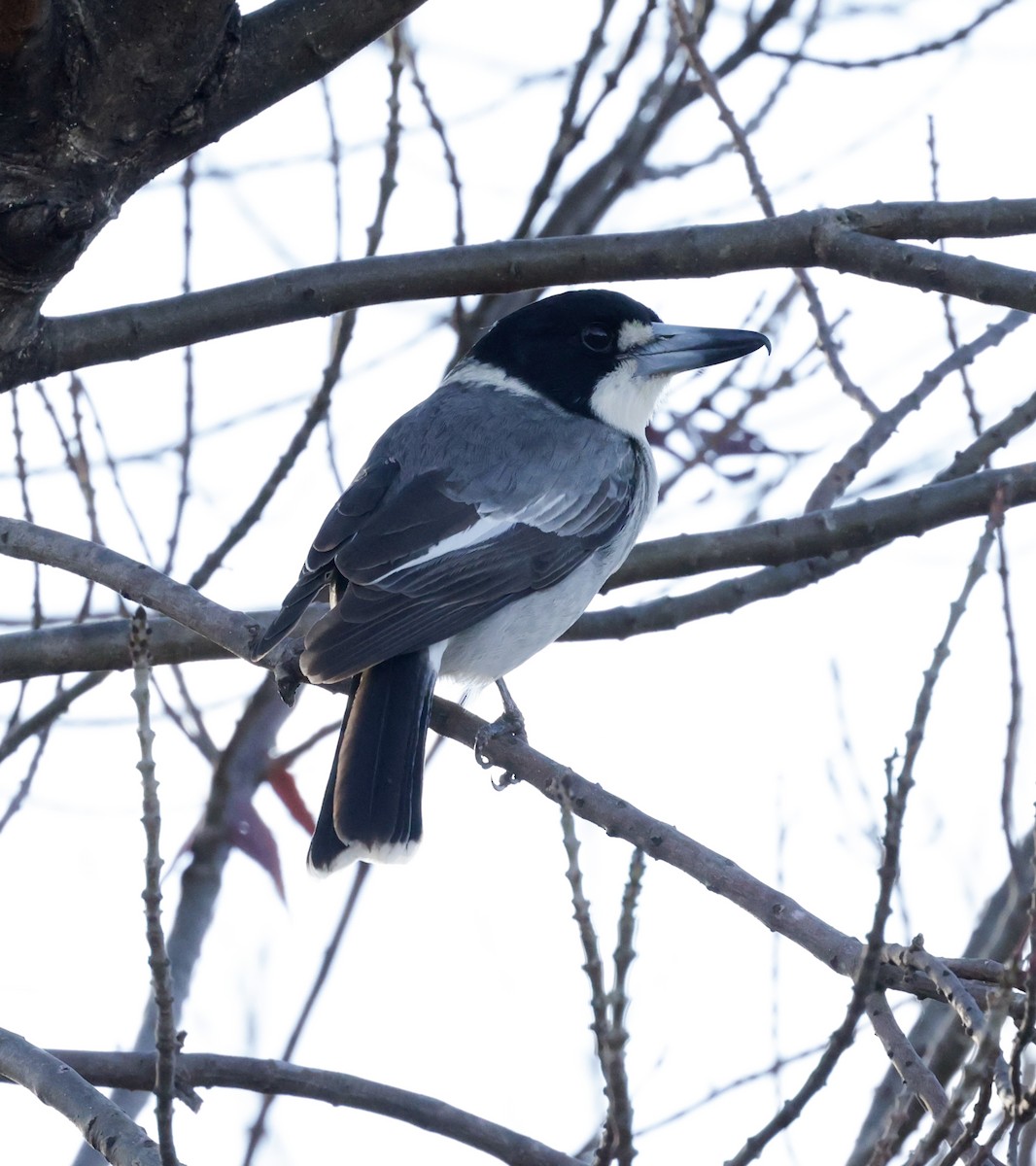 Gray Butcherbird - ML619921699