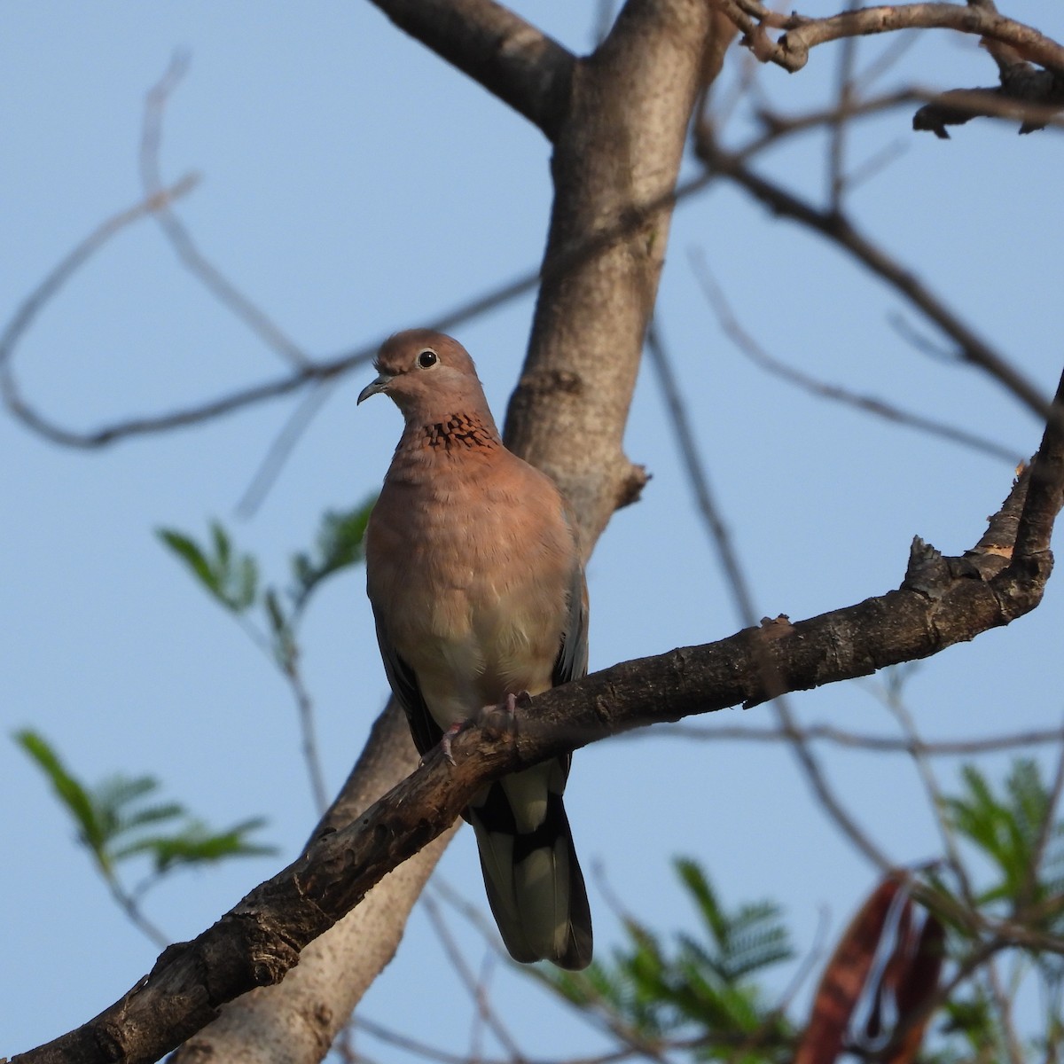 Laughing Dove - ML619921705