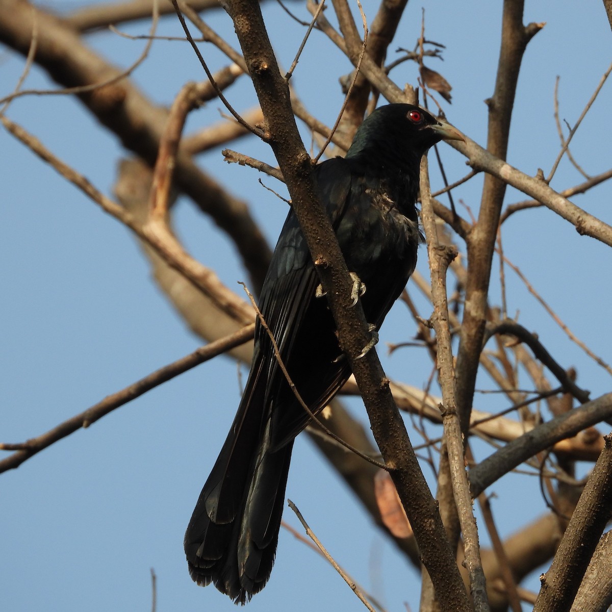 Asian Koel - ML619921707