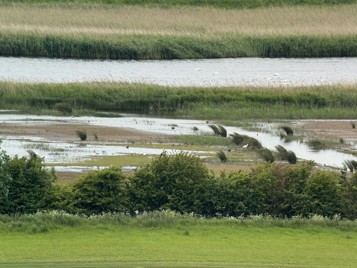 Eurasian Spoonbill - ML619921708