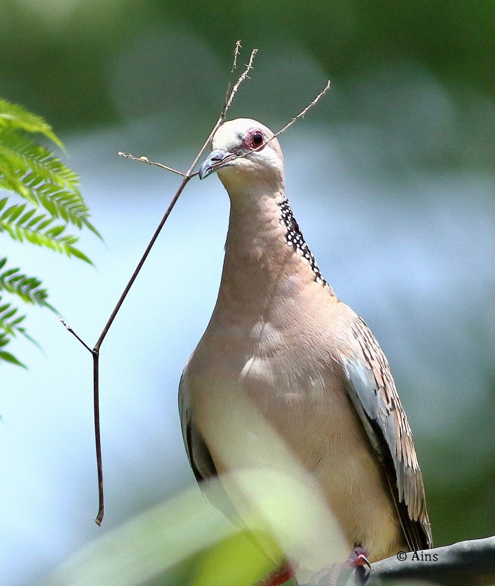 Spotted Dove - ML619921712