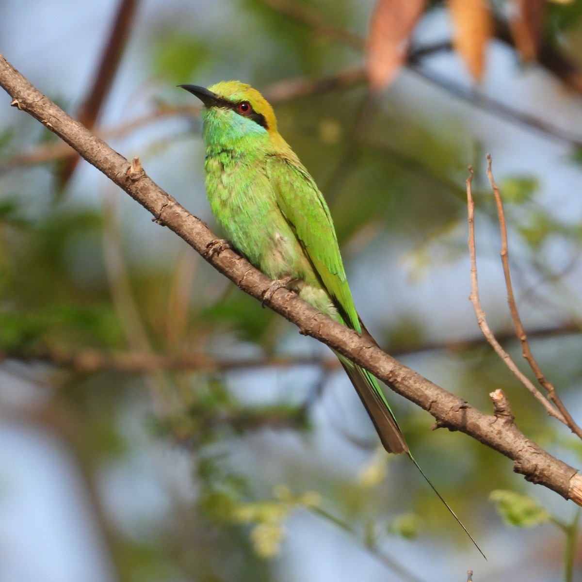 Asian Green Bee-eater - ML619921715