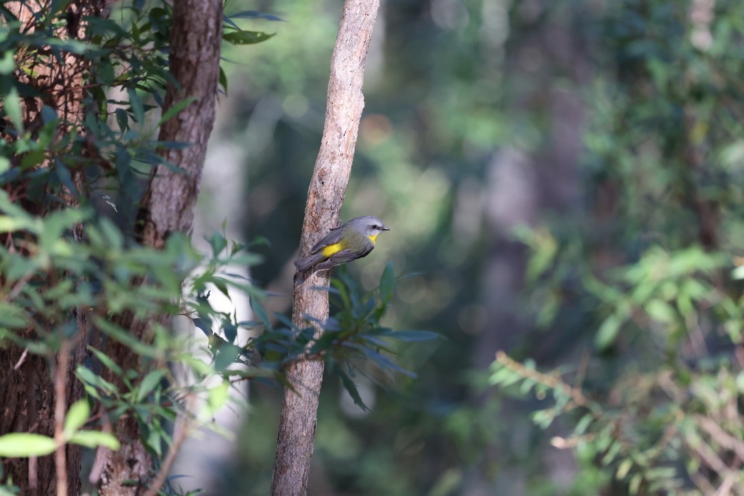 Eastern Yellow Robin - ML619921718