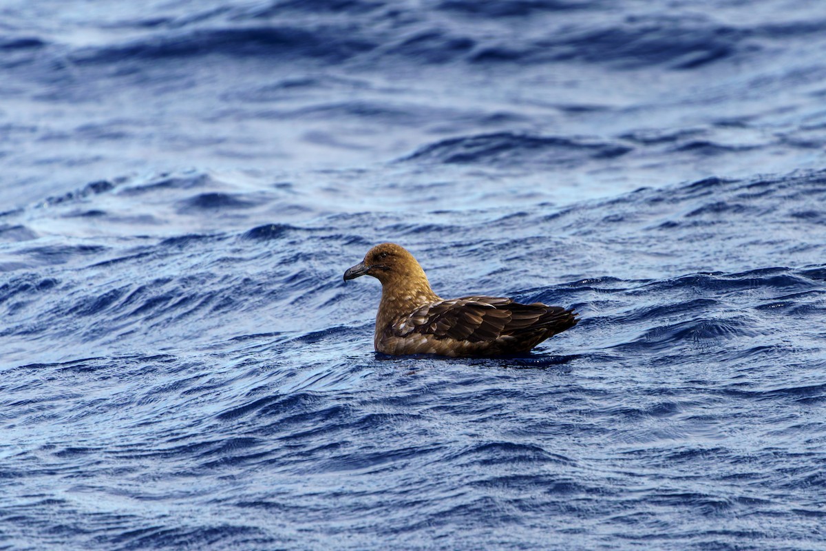 Brown Skua - ML619921741