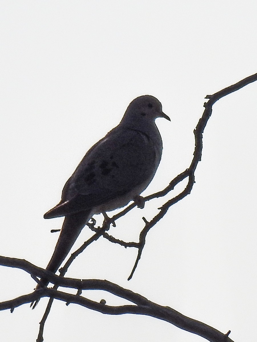 Mourning Dove - ML619921742