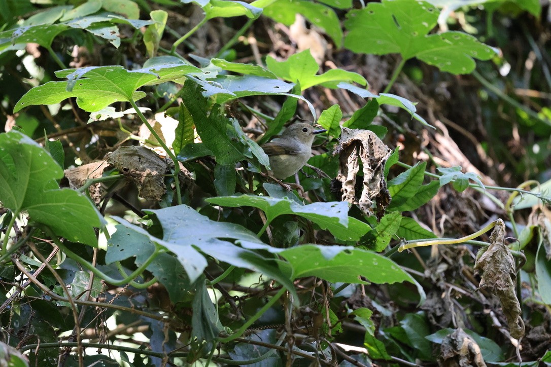 Large-billed Scrubwren - ML619921745