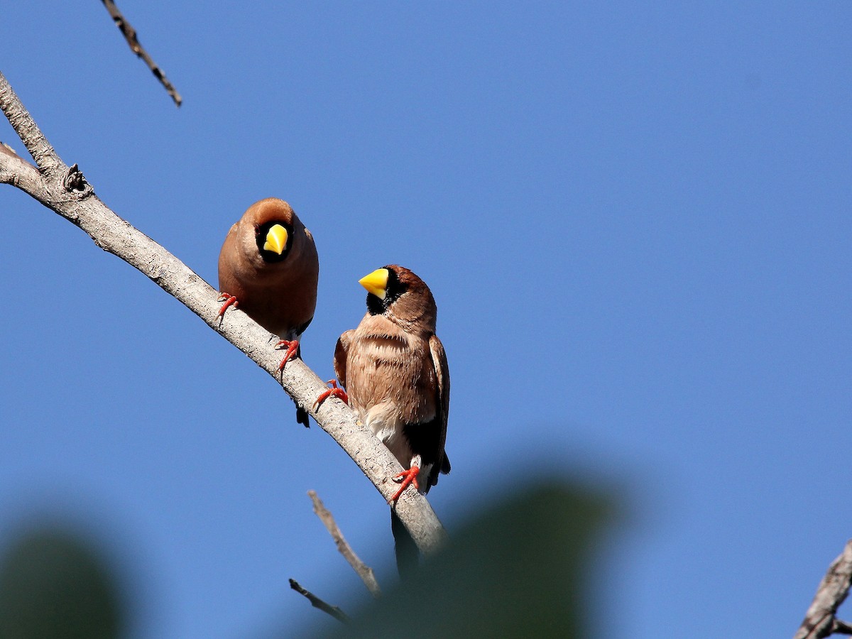 Masked Finch - ML619921758