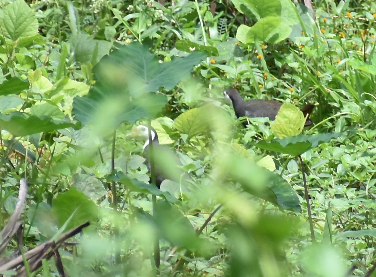 White-breasted Waterhen - ML619921760