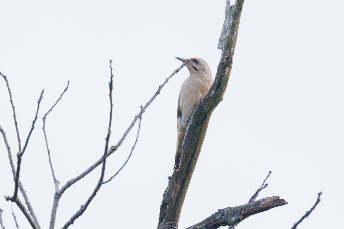 Gray-headed Woodpecker - ML619921764