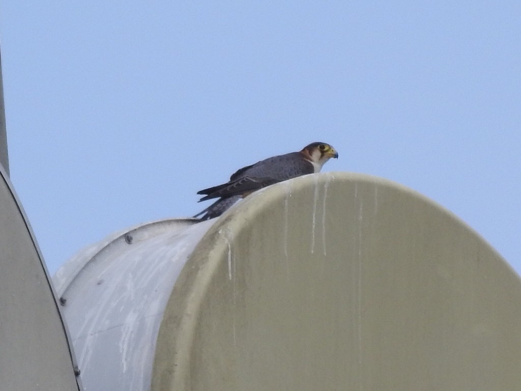 Red-necked Falcon - ML619921791