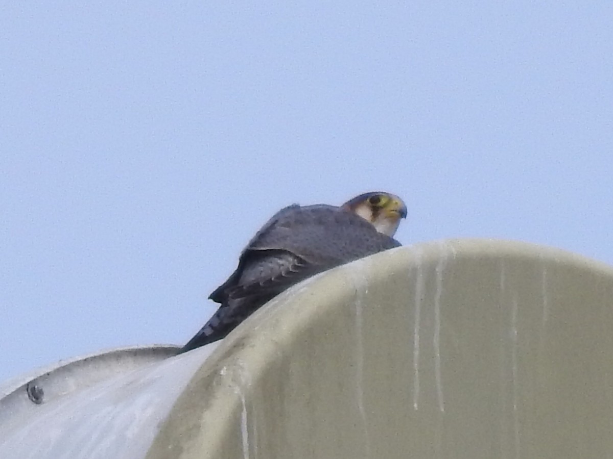 Red-necked Falcon - ML619921792