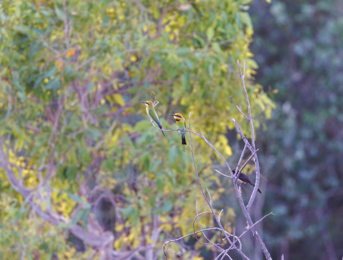 Rainbow Bee-eater - ML619921795