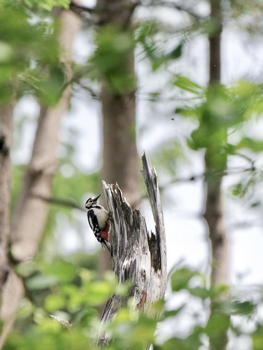 Great Spotted Woodpecker - ML619921799