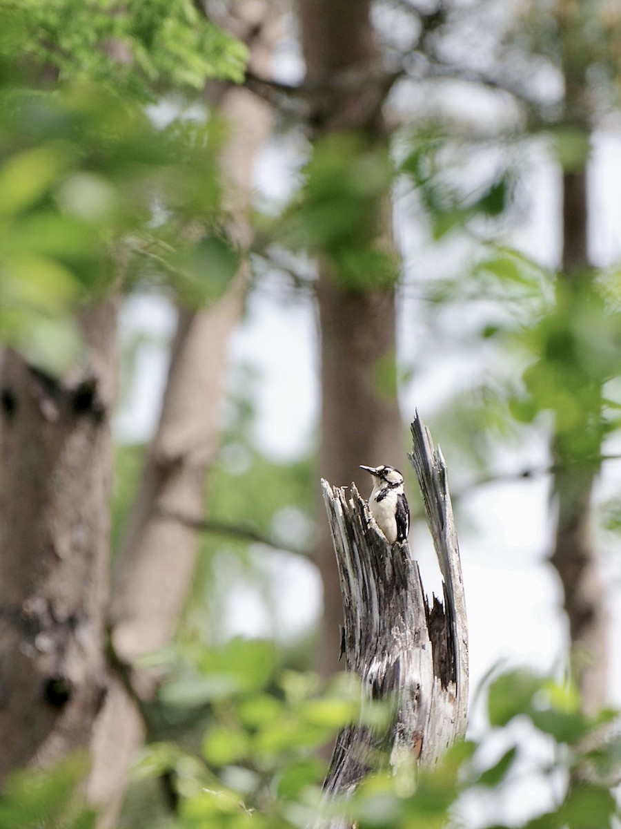 Great Spotted Woodpecker - ML619921800