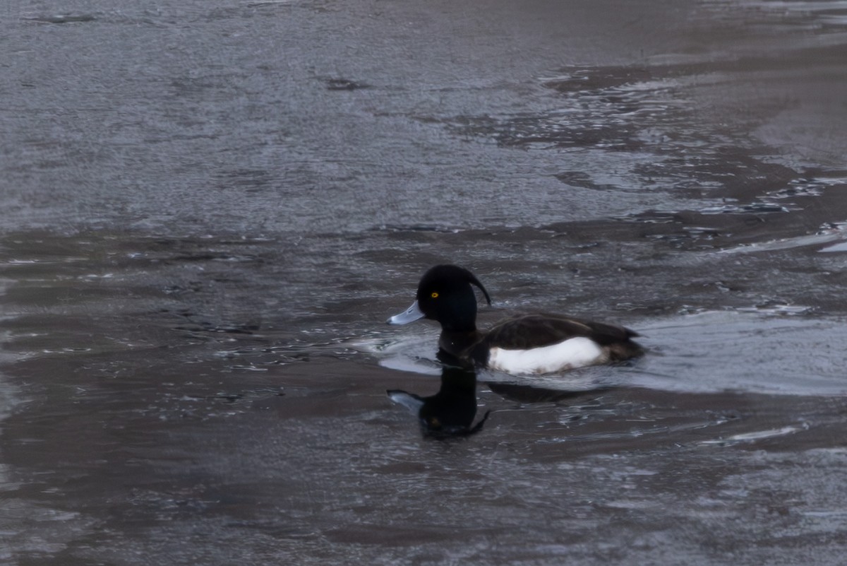 Tufted Duck - ML619921801